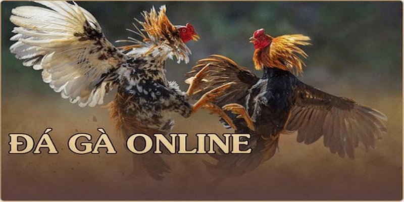 Trực tiếp đá gà C3 tại 888b